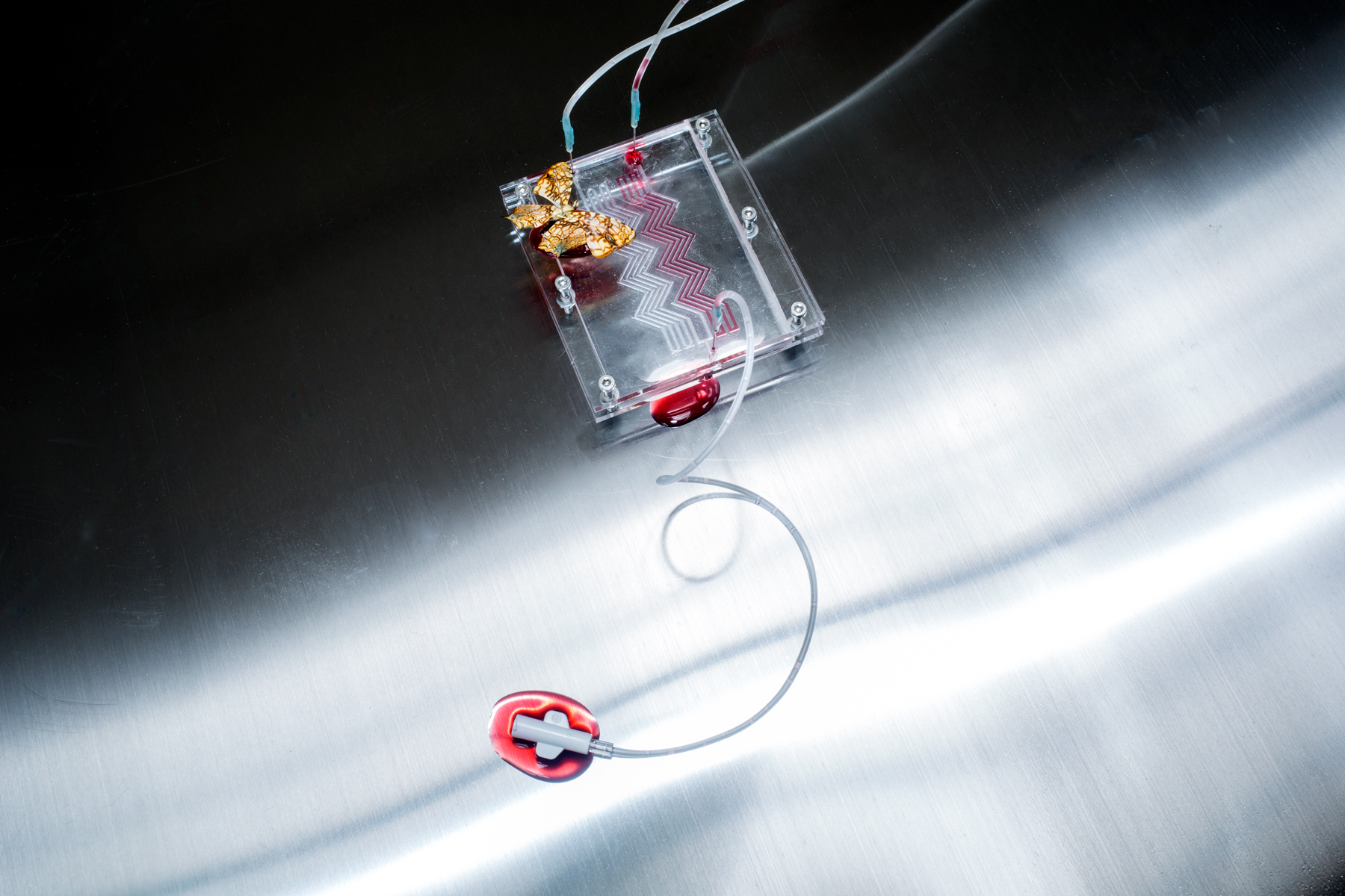 Microfluidic Chips: Butterfly Feeder