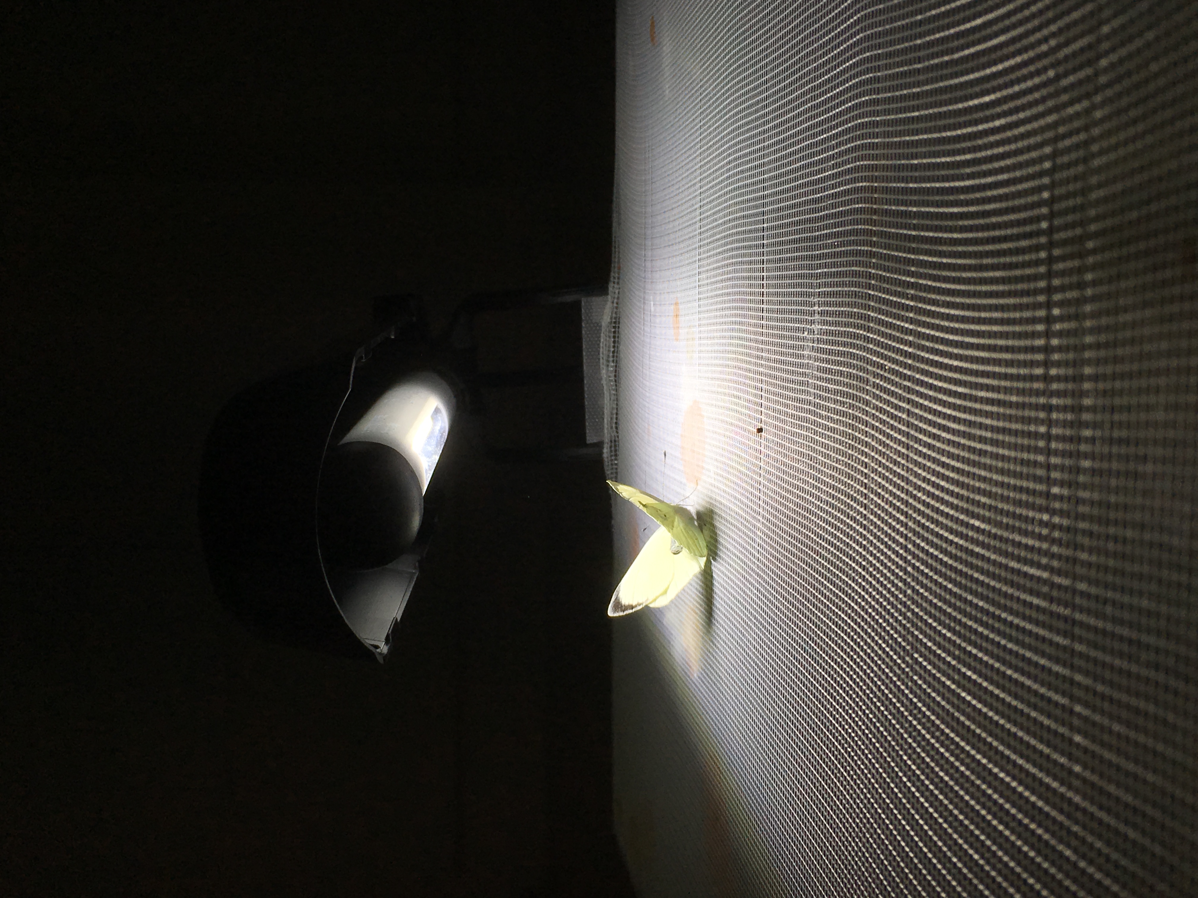 Butterfly Viewing Experience : Are you my Angel?